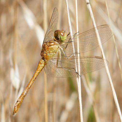 Sympetrum meridionale